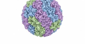 hantavirus