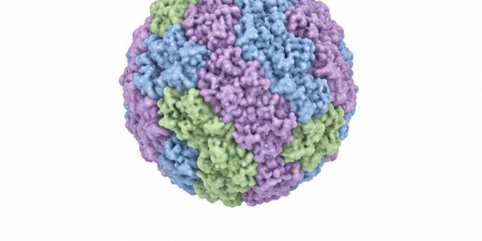 hantavirus